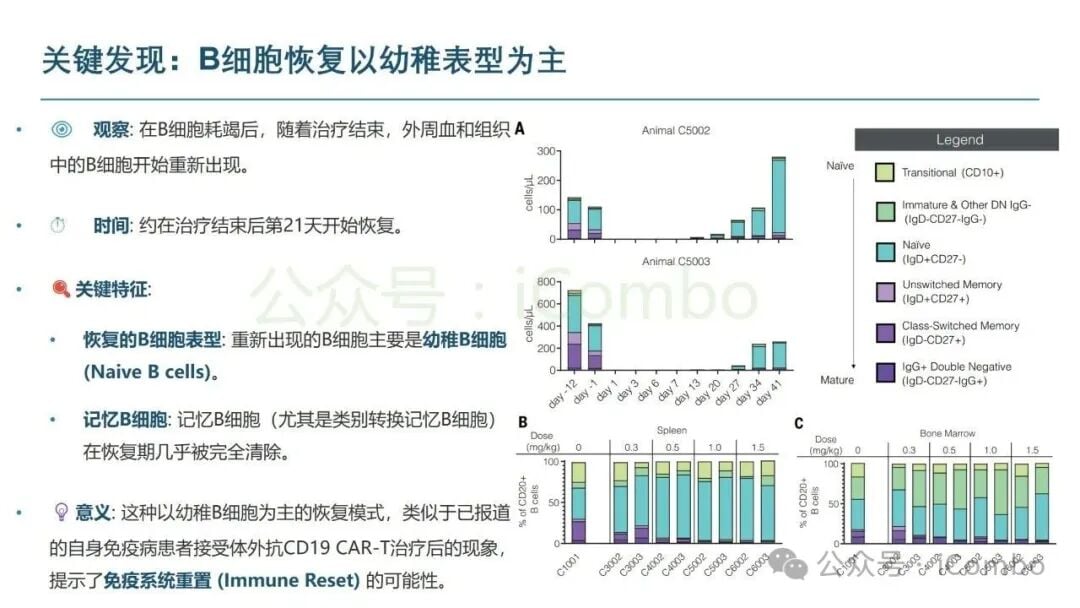 体内CAR-T疗法疗效持续性和B细胞恢复研究图