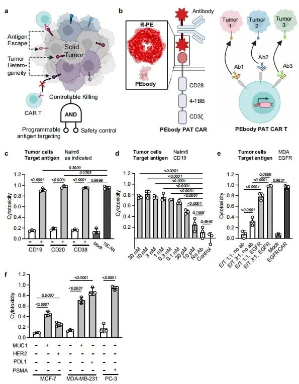 PEbody可编程CAR针对不同抗原实现肿瘤杀伤的实验数据图