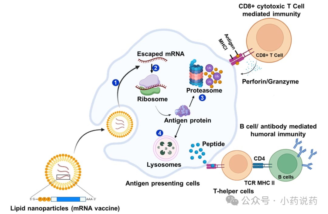 mRNA疫苗递送与抗原呈递激活免疫反应机制图