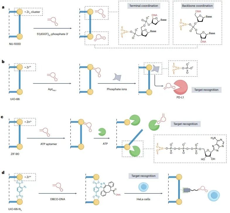 适体修饰金属有机框架在蛋白递送和免疫治疗中的应用图