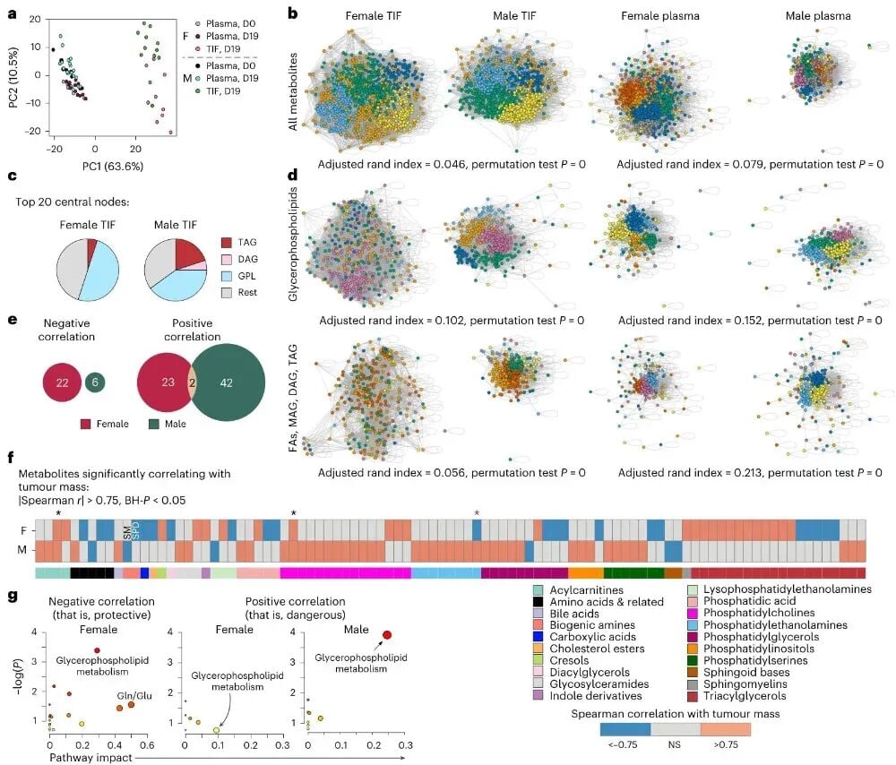 雌雄肿瘤微环境脂质代谢差异与三酰甘油富集分析图