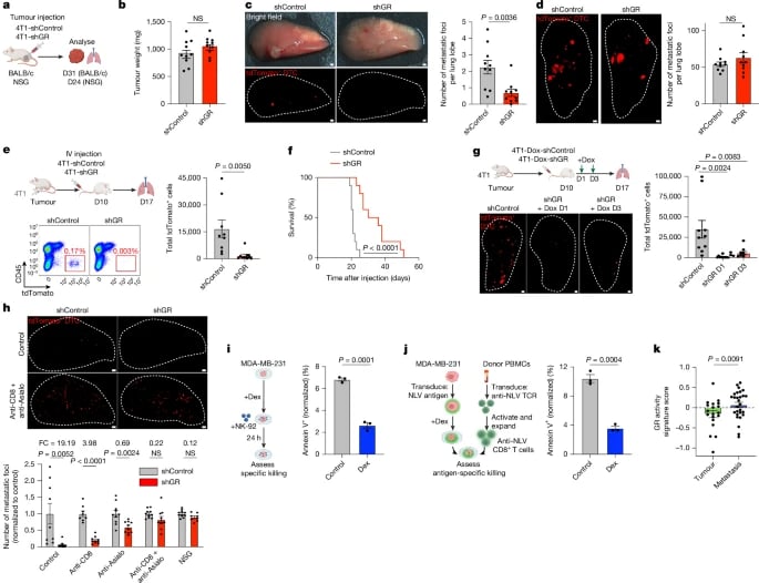 实验数据显示早期播散肿瘤细胞（DTCs）中GR受体活性显著高于原发病灶