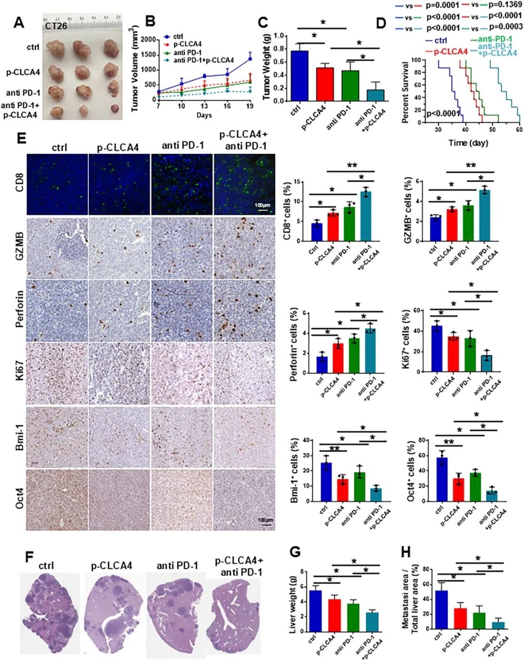 CLCA4增强抗PD-1免疫治疗结直肠癌效果的动物实验结果