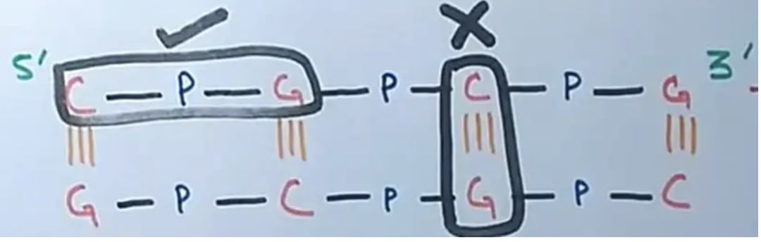 CpG位点与甲基化结构示意图