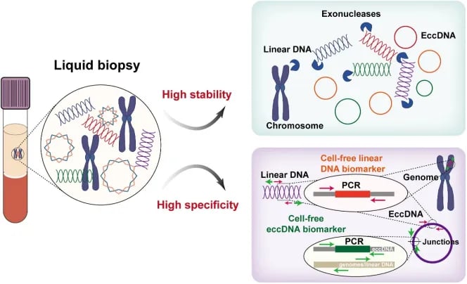 eccDNA作为液体活检生物标志物的稳定性和特异性示意图