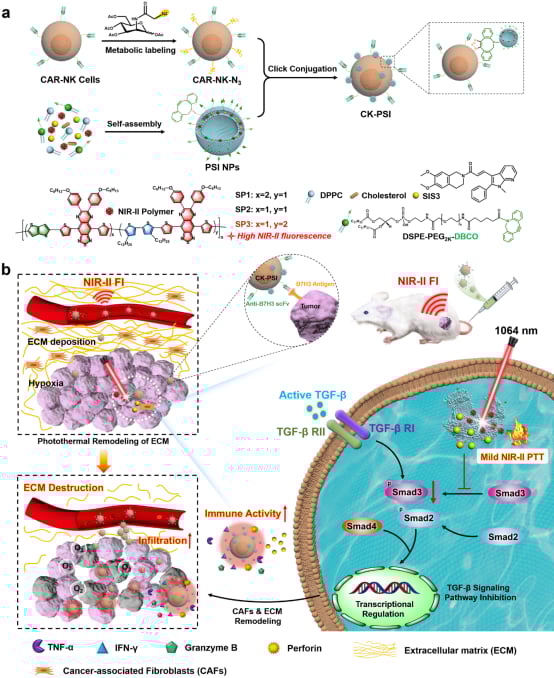 CK-PSI生物杂化体系重塑肿瘤微环境增强免疫治疗原理图