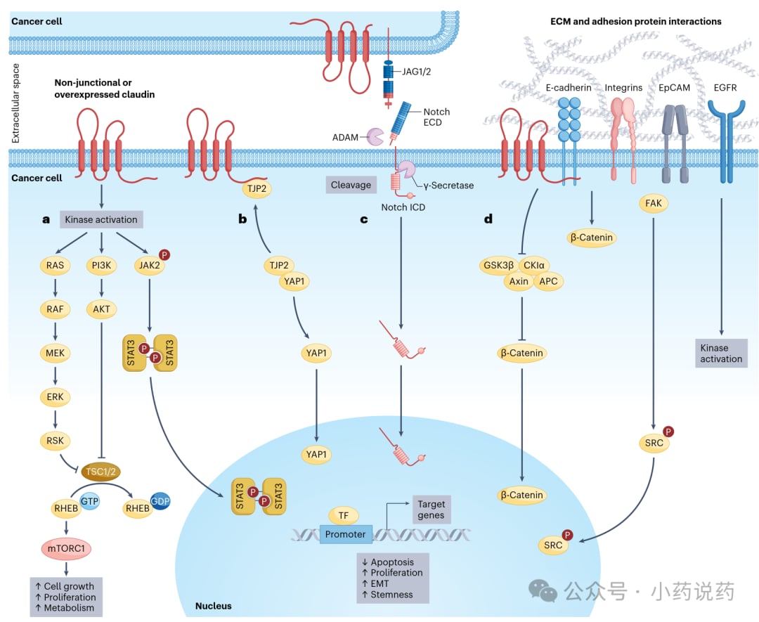 CLDN1蛋白诱导肿瘤转移及耐药性的复杂信号通路