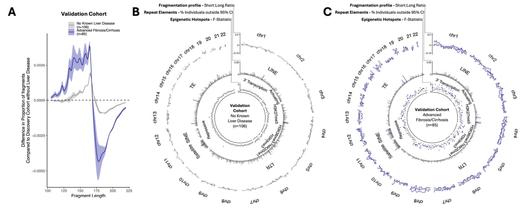 验证队列中不同分期肝病患者cfDNA片段组学评分的变化趋势