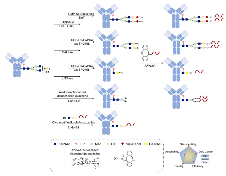 AOC聚糖工程偶联策略示意图