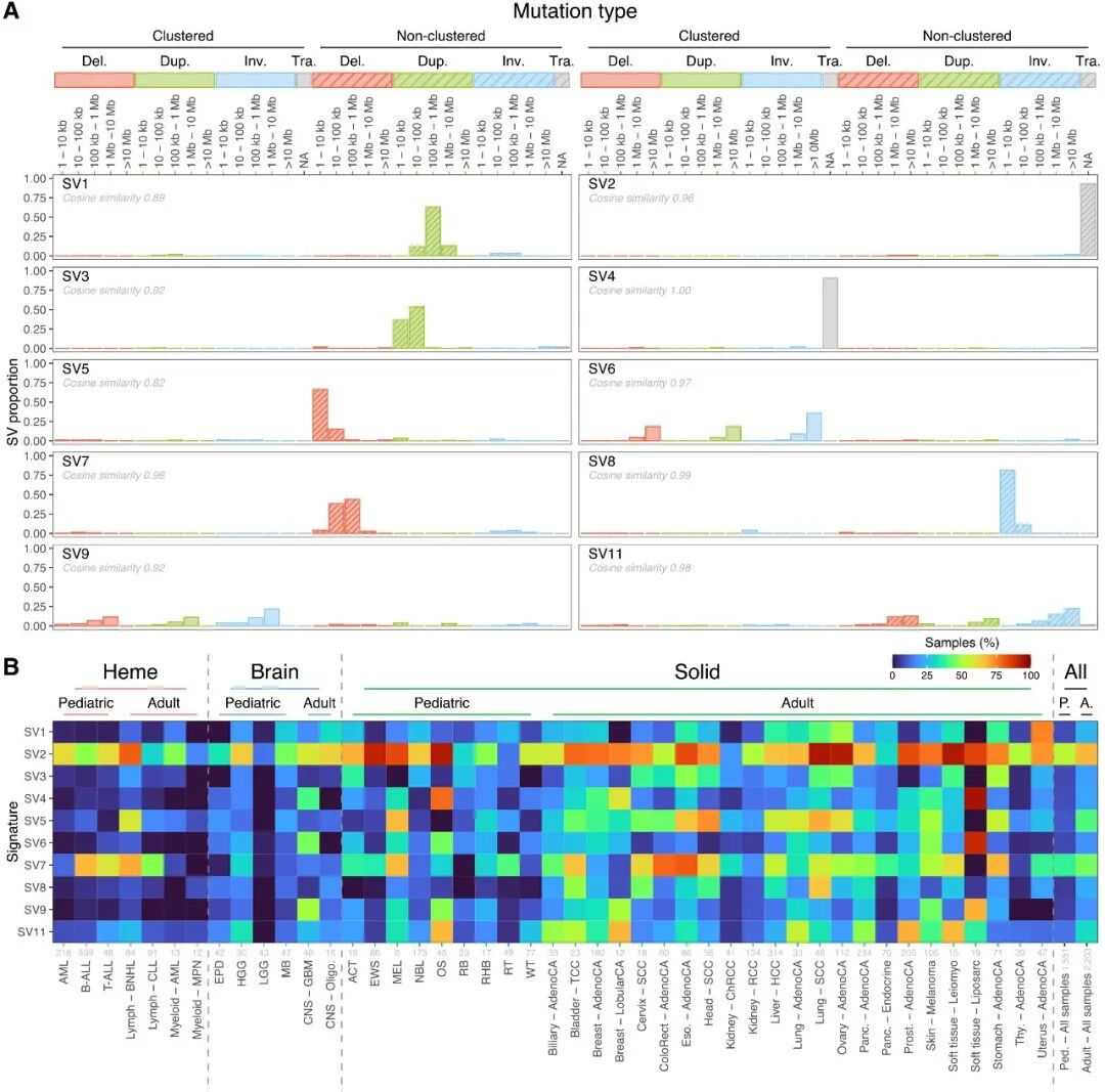 儿童与成人癌症体细胞SV特征图：SV4常见，SV7在儿童B-ALL与T-ALL富集提示RAG相关机制