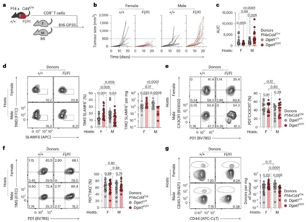 DGAT1性别差异作用依赖肿瘤微环境的过继转移实验图