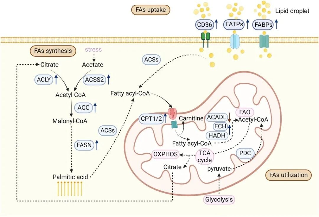 肿瘤微环境中脂肪酸摄取合成与氧化变化示意图
