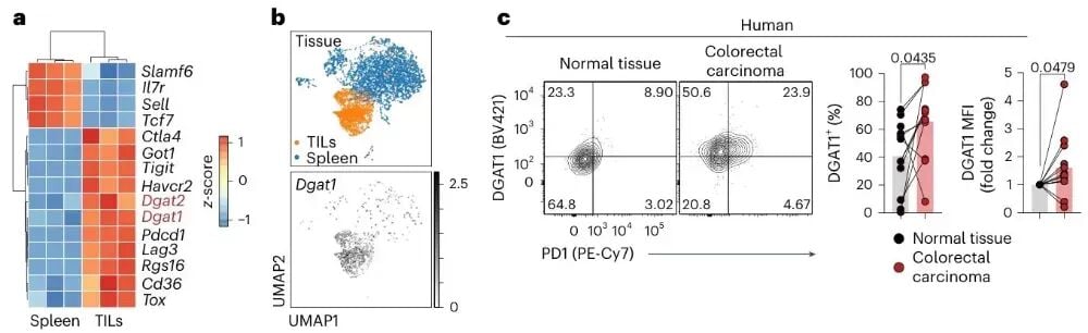 DGAT1在人类与小鼠肿瘤浸润CD8+T细胞中的表达特征图