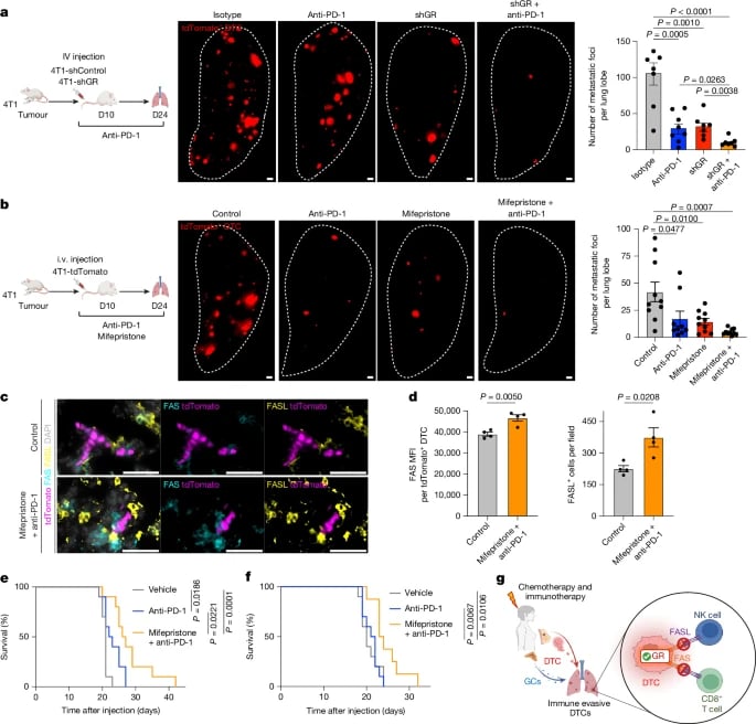 米非司酮联合PD-1抑制剂有效延长三阴性乳腺癌模型小鼠总体生存期的Kaplan-Meier曲线