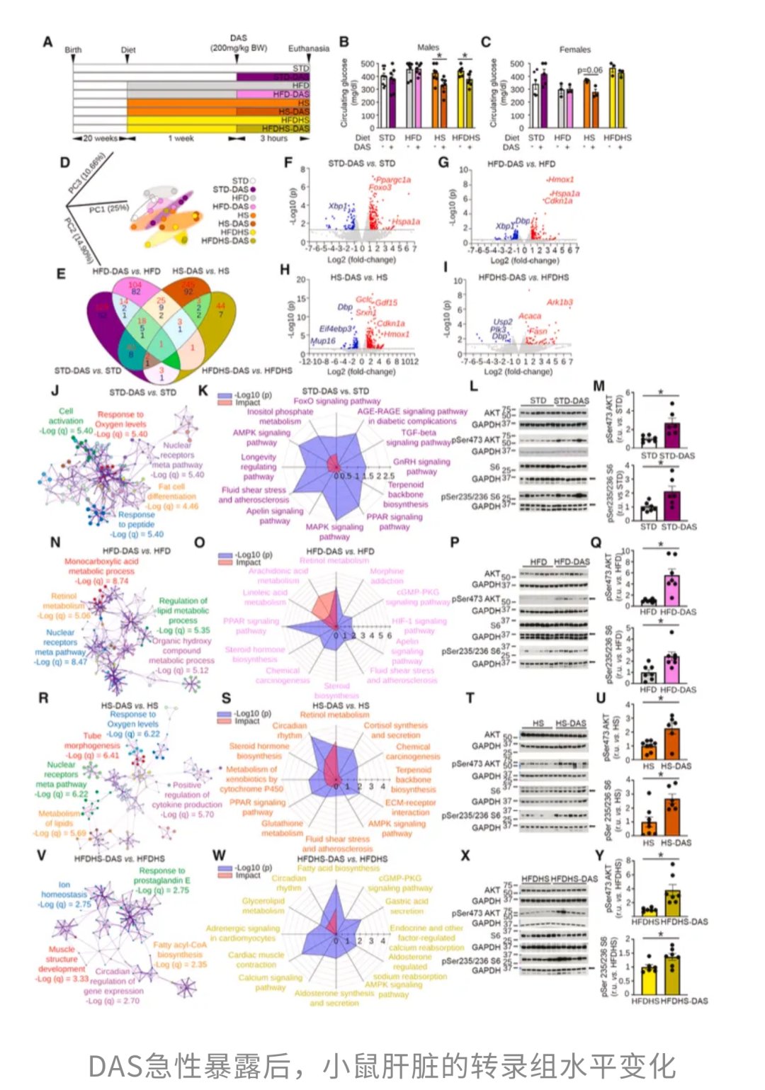 DAS与衰老相关信号通路（如FoxO）激活的实验结果图