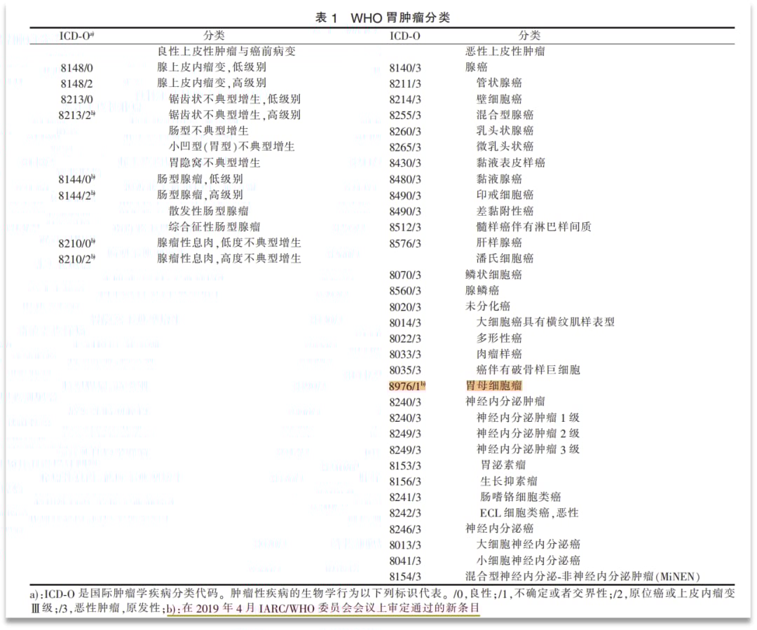 胃母细胞瘤在WHO消化系统肿瘤分类中的定位与流行病学特点
