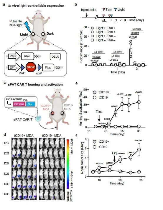 DGLA基因表达增强与CAR-T体内归巢活化实验图