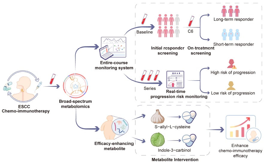 膳食代谢物SAC与I3C增强免疫治疗效果的实验评估模型