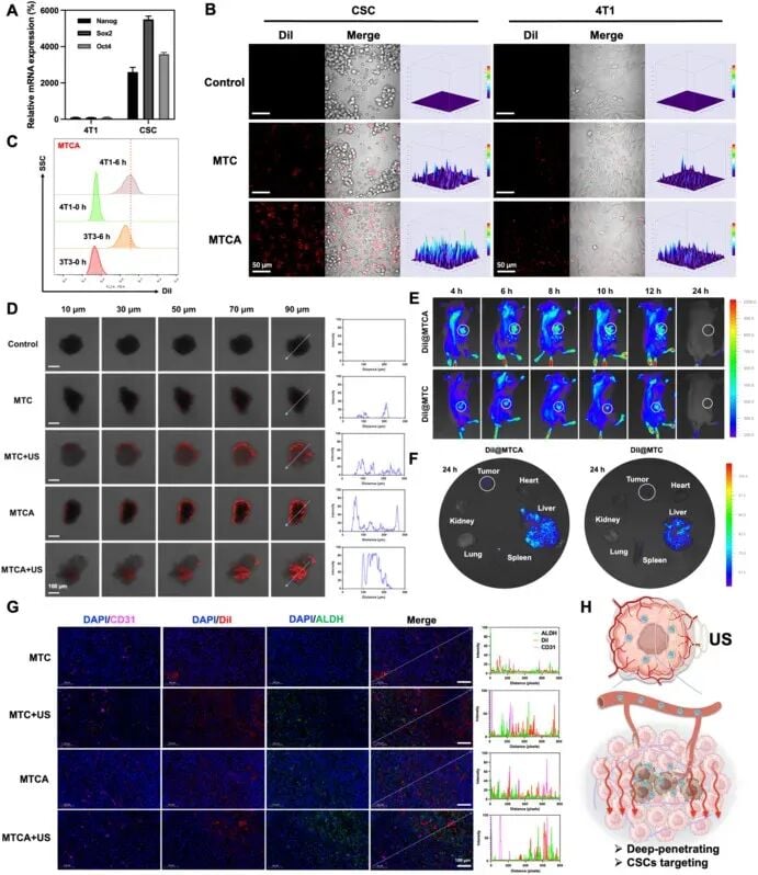MTCA在超声作用下增强对癌症干细胞靶向摄取与三维肿瘤球深层穿透的结果图