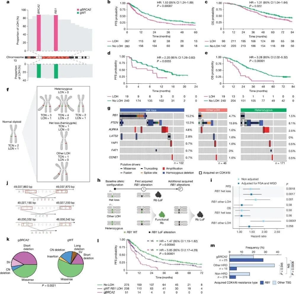 RB1半合子缺失与HRD诱导的乳腺癌CDK4/6抑制剂耐药演化机制图