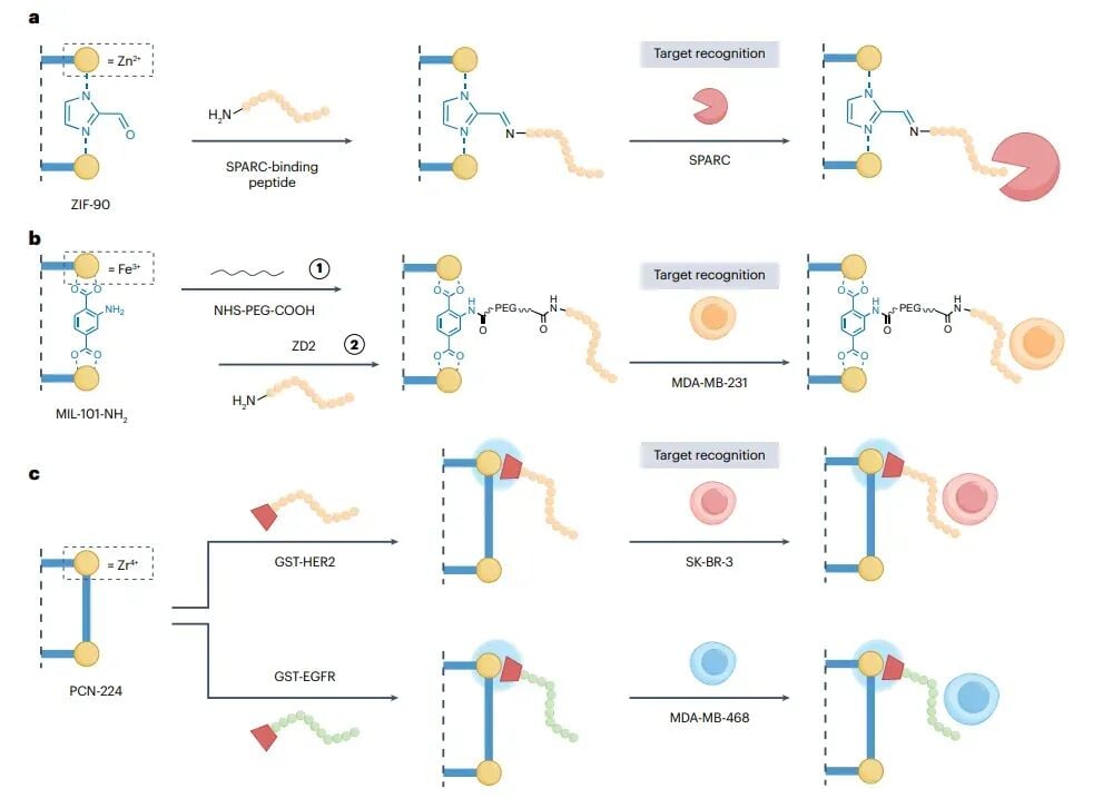 肽段修饰MOFs用于肿瘤诊断和治疗的机制示意图