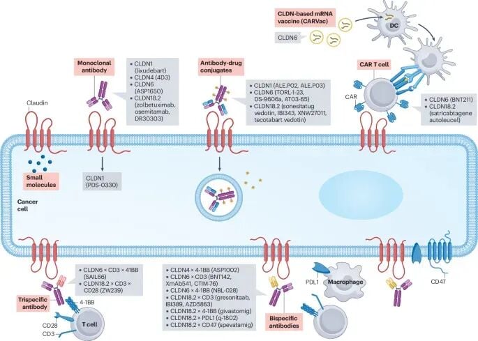 针对Claudin靶点的六大主流抗体偶联、细胞治疗、双特异性抗体及mRNA疫苗干预路径图