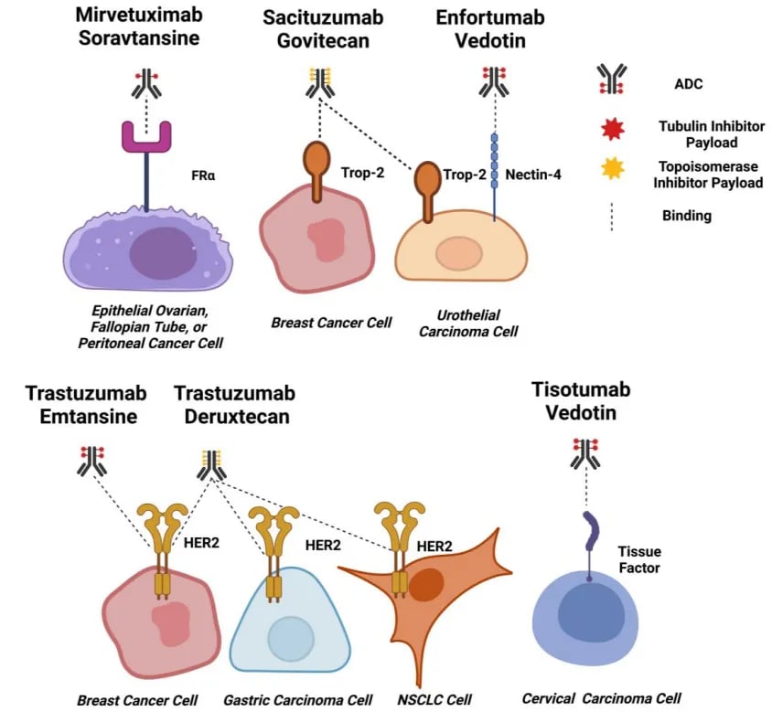 实体瘤热门ADC靶点及其对应的临床获批情况图