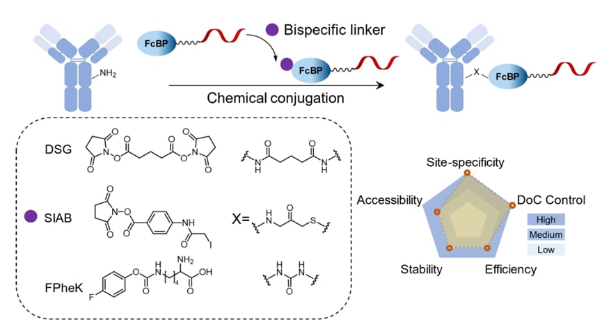 AOC化学交联连接子方法示意图