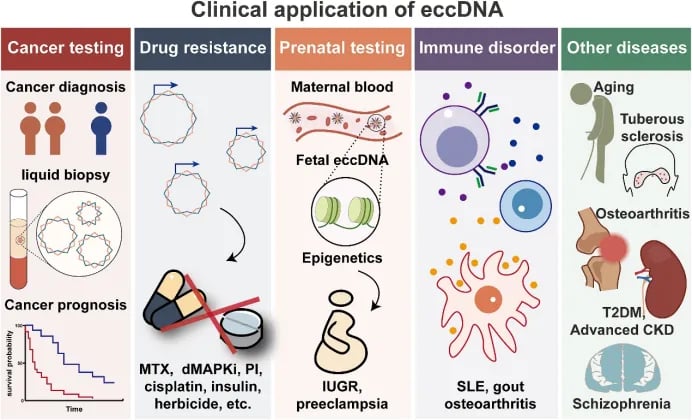 eccDNA在癌症诊断复发监测预后评估和耐药追踪中的临床应用示意图