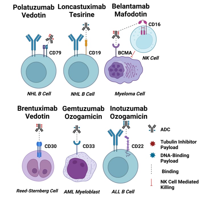 血液肿瘤ADC药物研发地图