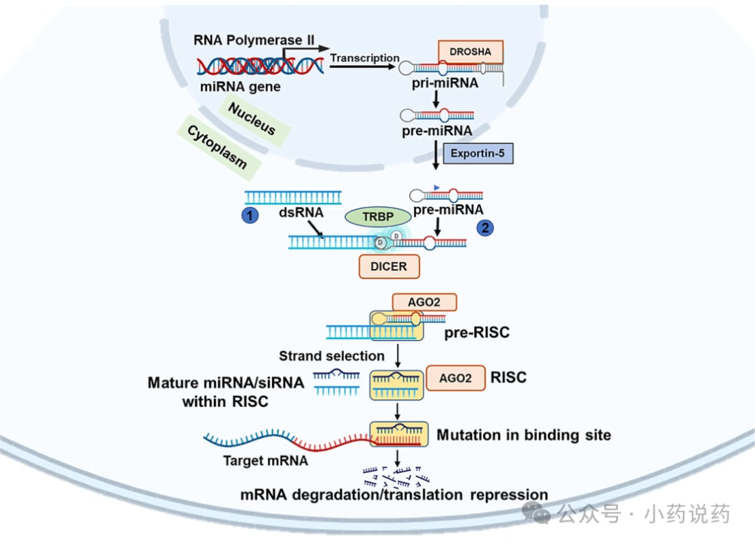 siRNA与RNA干扰通路调控基因表达机制图