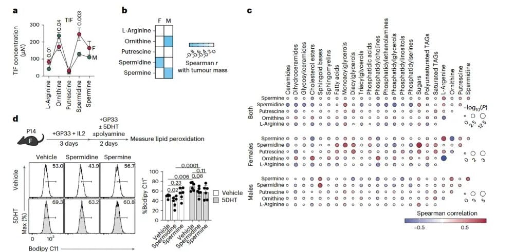 AR信号削弱精胺抗脂质过氧化保护作用的多胺代谢图