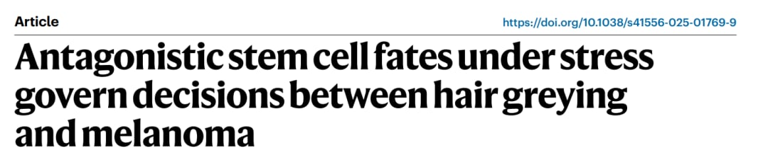 压力与DNA损伤触发黑色素干细胞命运改变：白发与黑色素瘤风险的机制示意图