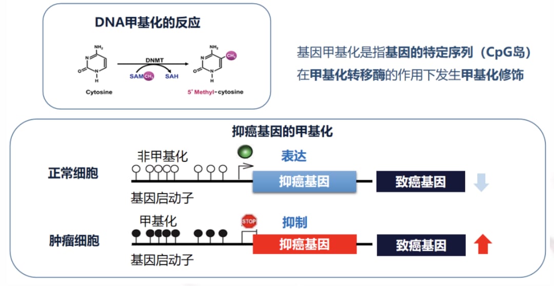 DNA甲基化生物学机制示意图