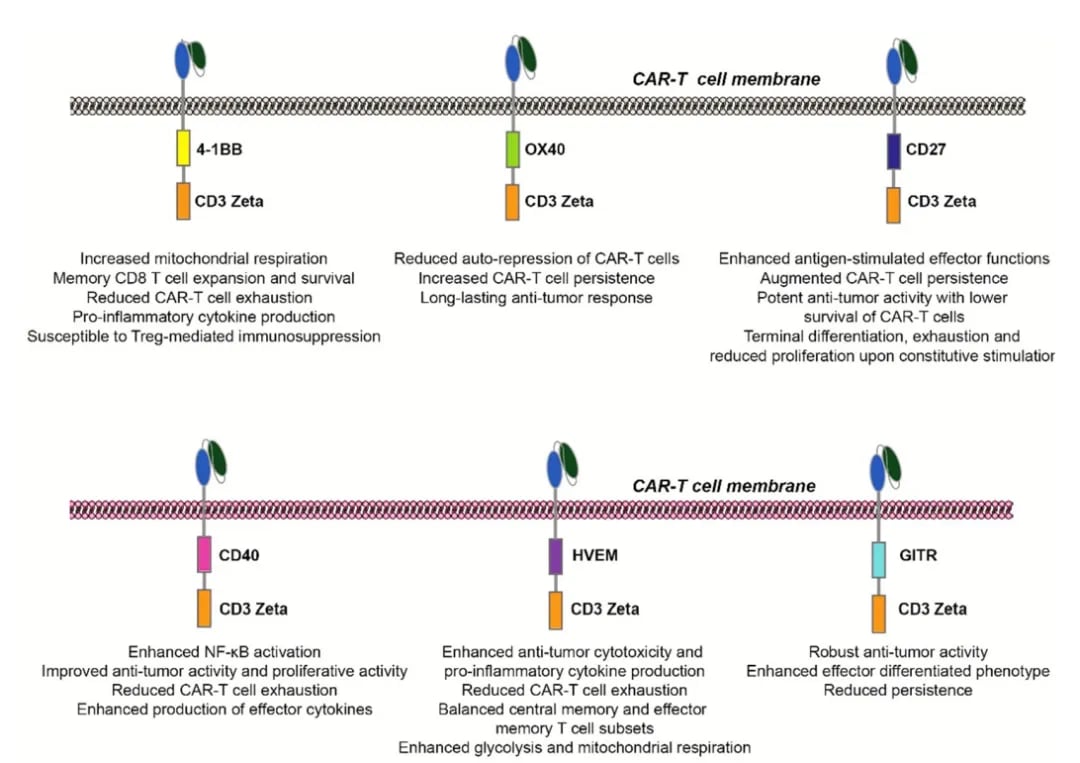 不同TNFRSF共刺激结构域对CAR-T持久性与效应功能影响总结图
