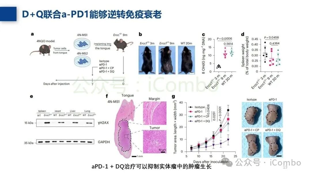 肿瘤免疫微环境重塑的分子机制