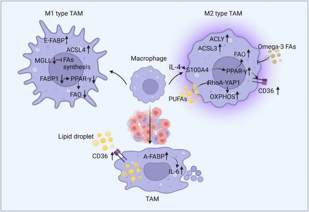 脂肪酸代谢改变促进肿瘤相关巨噬细胞表型重塑示意图