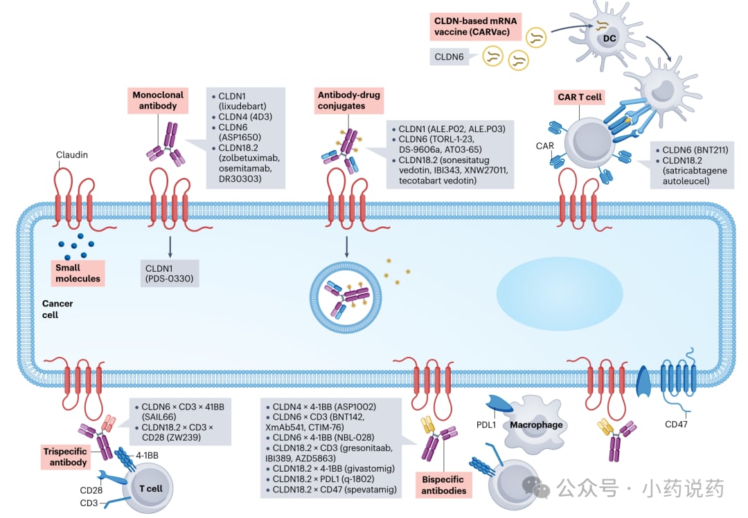 多维度靶向CLDN蛋白的免疫疗法与ADC药物研发管线