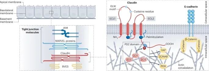人体Claudin蛋白在细胞紧密连接中的精细拓扑结构与功能域解析图