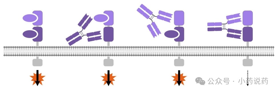 双表位抗体双通路抑制阻断Wnt等肿瘤生长信号通路