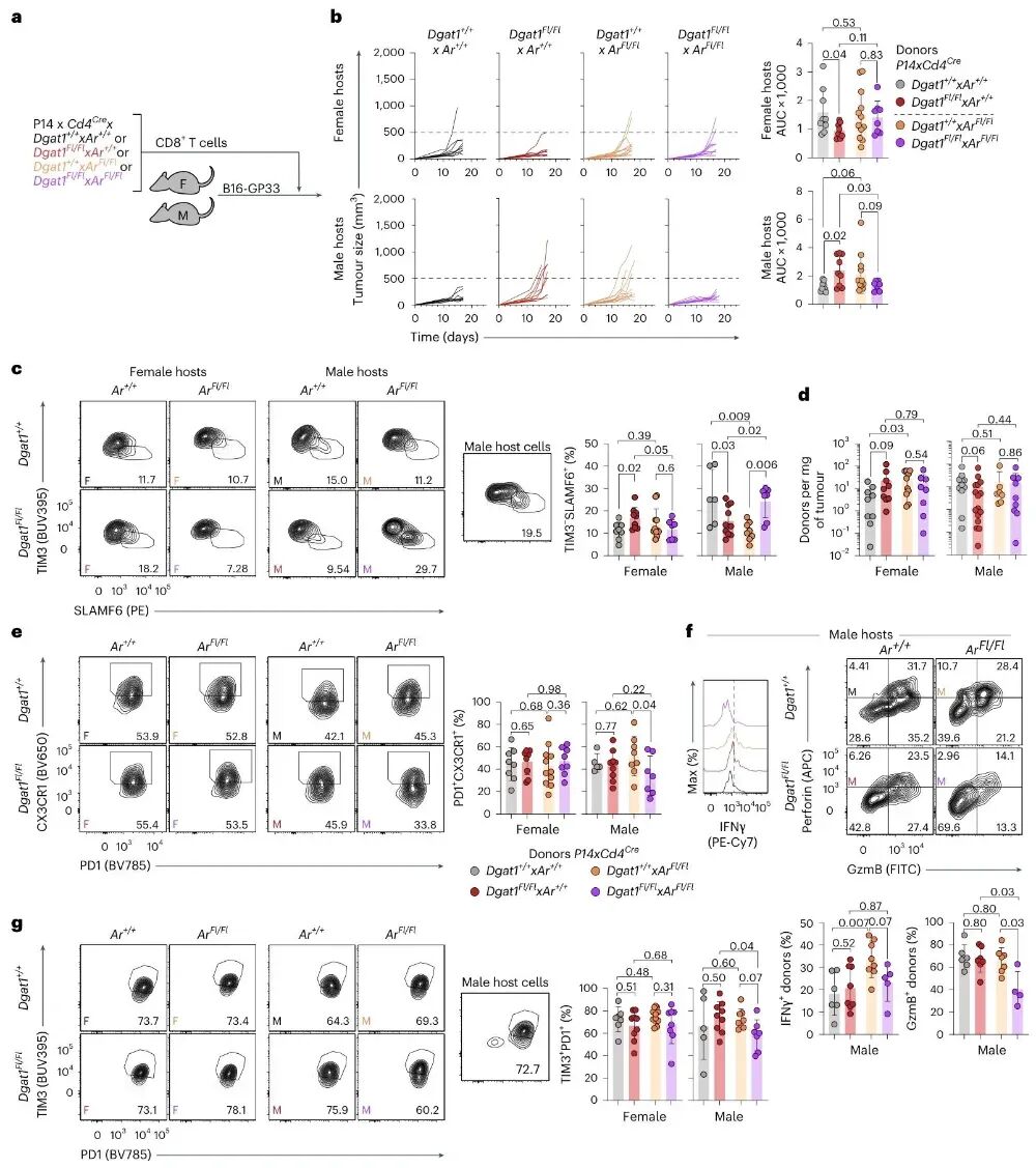AR信号参与DGAT1缺失CD8+T细胞功能调控的双敲除实验图