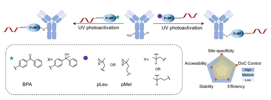 AOC结合诱导交联策略示意图