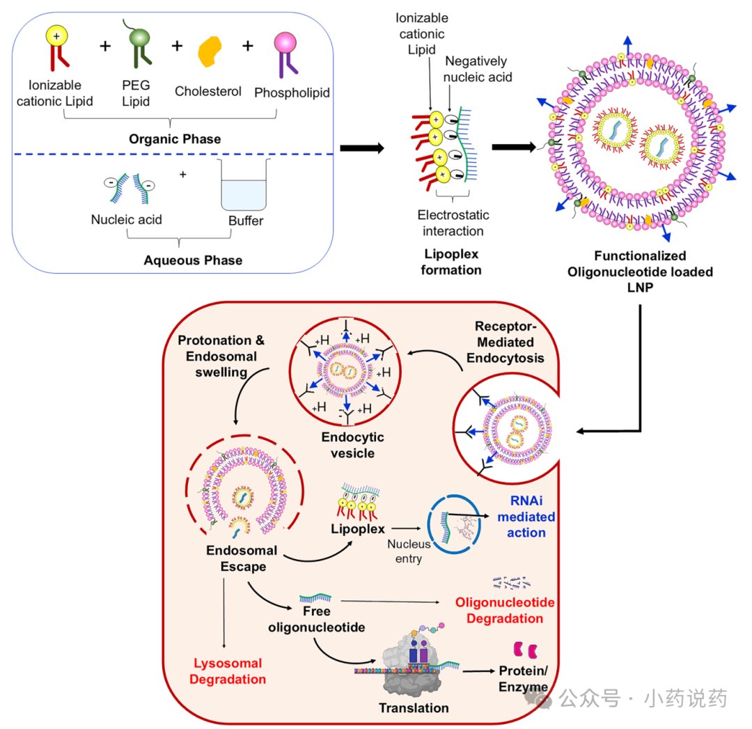 脂质纳米颗粒LNP递送RNA进入细胞并完成内体逃逸机制图