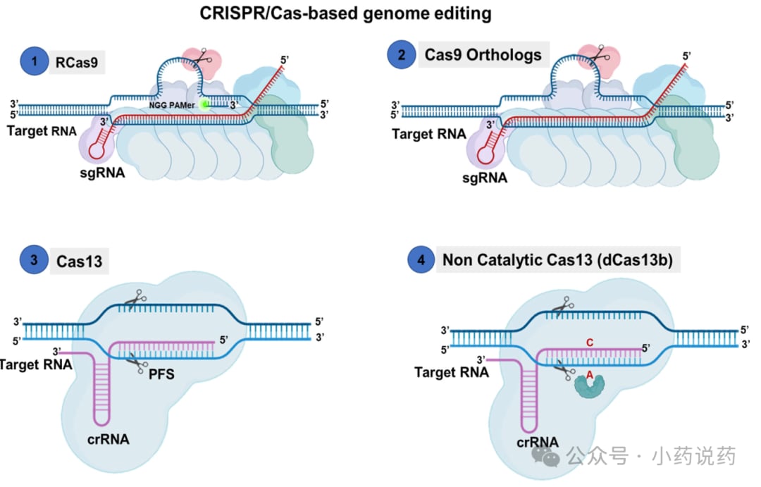 CRISPR-Cas9与Cas13基因编辑及RNA编辑机制图