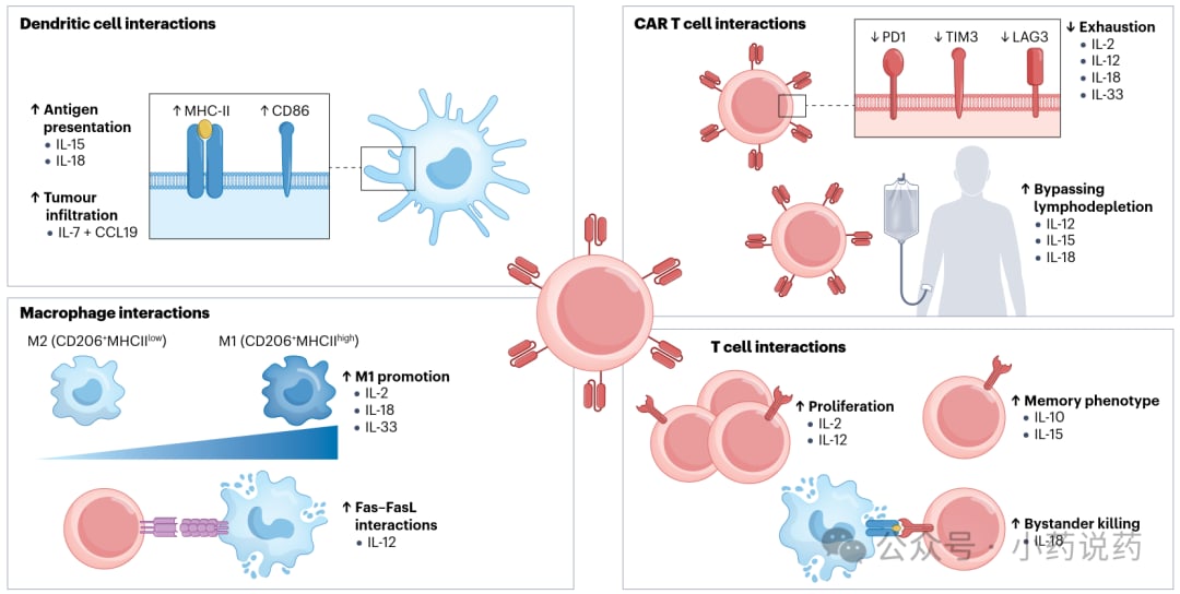 装甲型CAR-T细胞通过分泌细胞因子重塑肿瘤微环境的机制示意图