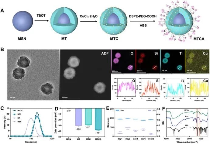 MTCA核壳纳米平台的合成与表征结果图：粒径约150纳米与表面修饰证据