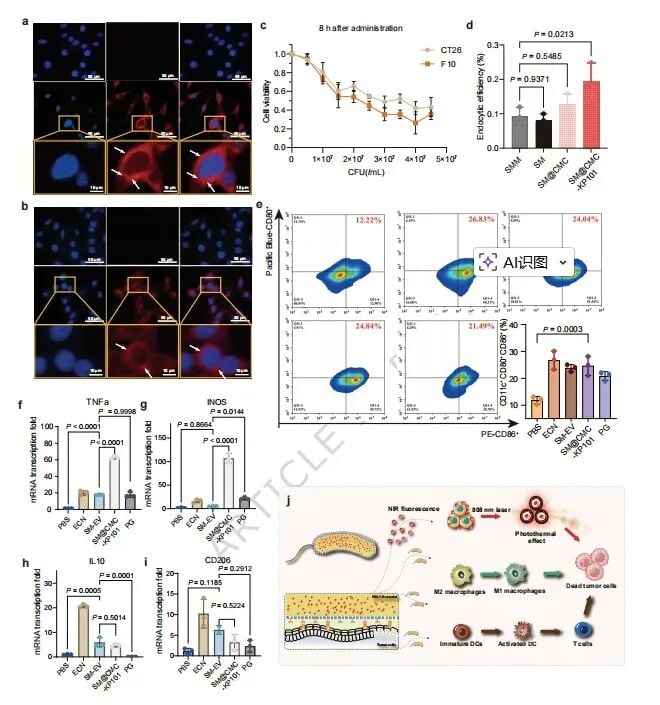生物杂交细菌平台体外抗肿瘤与免疫调节实验结果图