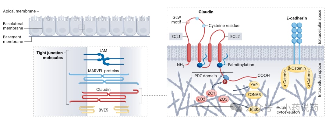 Claudin蛋白在细胞紧密连接中的结构示意图及作为治疗靶点的机制