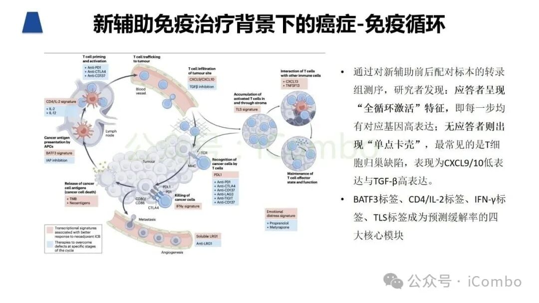 黑色素瘤免疫治疗应答和耐药机制图