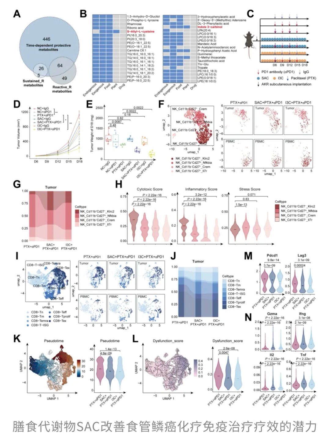 SAC改善NK细胞浸润与CD8+T细胞耗竭状态的机制图